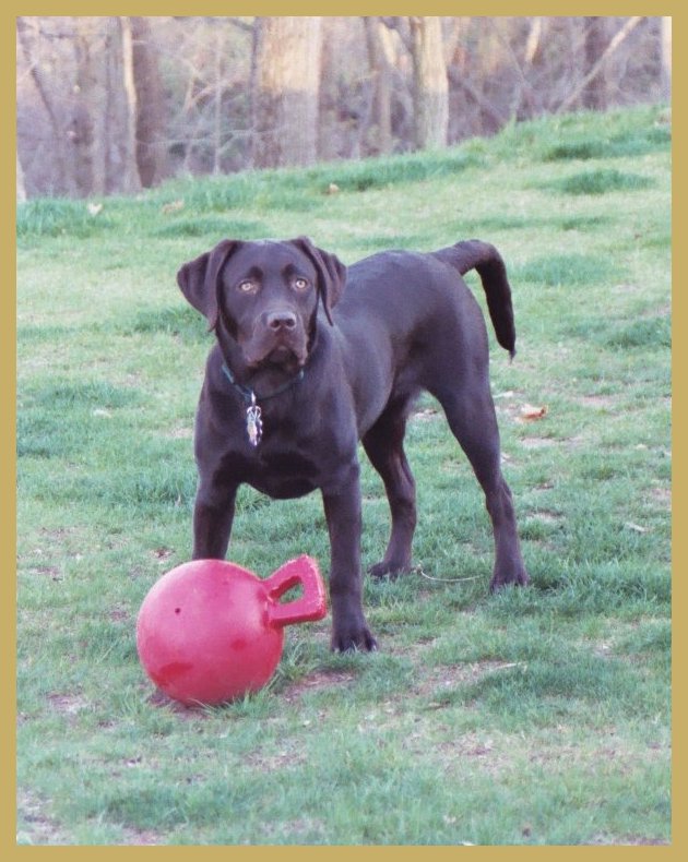 Brody