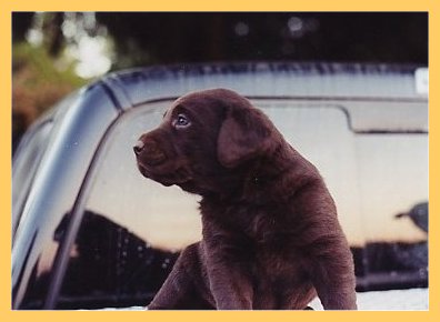 Four week old puppies